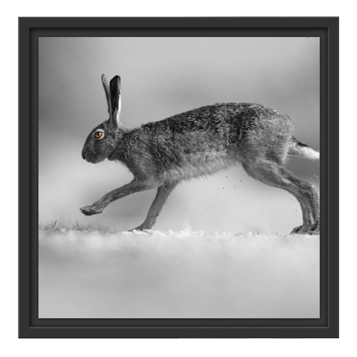 Springender Feldhase Schattenfugenrahmen Quadratisch 40x40