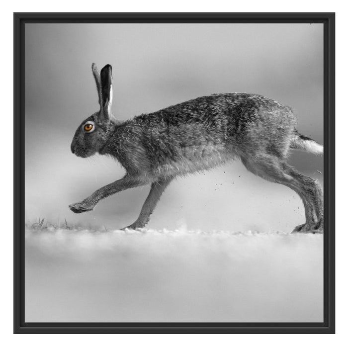 Springender Feldhase Schattenfugenrahmen Quadratisch 70x70