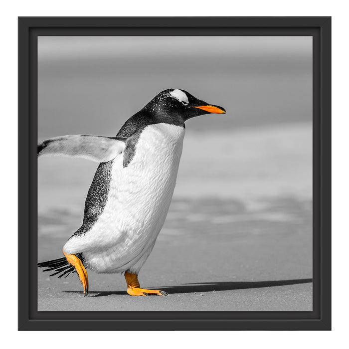 watschelnder Pinguin am Strand Schattenfugenrahmen Quadratisch 40x40