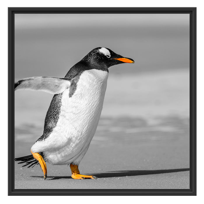 watschelnder Pinguin am Strand Schattenfugenrahmen Quadratisch 70x70