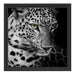 Leopardenkopf Schattenfugenrahmen Quadratisch 40x40