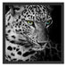 Leopardenkopf Schattenfugenrahmen Quadratisch 55x55