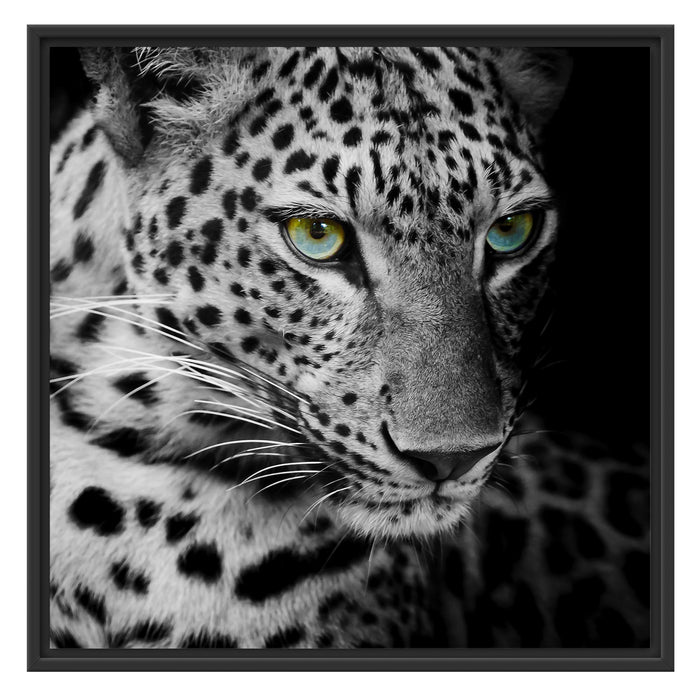 Leopardenkopf Schattenfugenrahmen Quadratisch 70x70