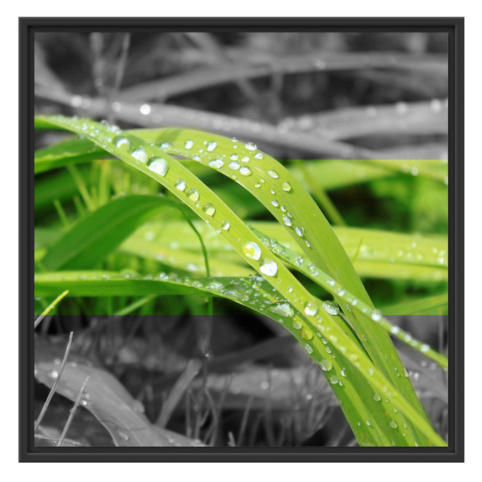 Grashalme im Morgentau Schattenfugenrahmen Quadratisch 70x70