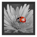 leuchtender Marienkäfer auf Blüte Schattenfugenrahmen Quadratisch 40x40