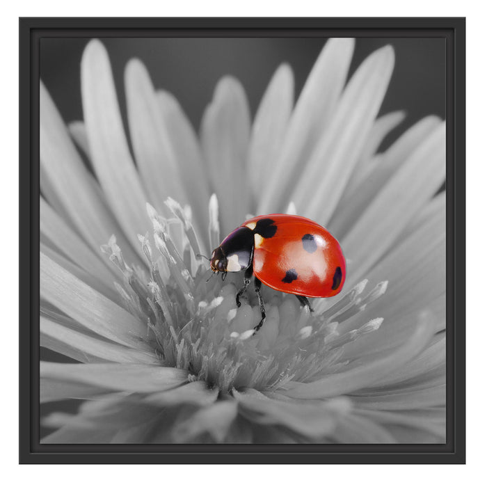 leuchtender Marienkäfer auf Blüte Schattenfugenrahmen Quadratisch 55x55