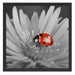 leuchtender Marienkäfer auf Blüte Schattenfugenrahmen Quadratisch 55x55
