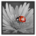 leuchtender Marienkäfer auf Blüte Schattenfugenrahmen Quadratisch 70x70