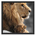Löwe mit Löwenbaby Schattenfugenrahmen Quadratisch 55x55