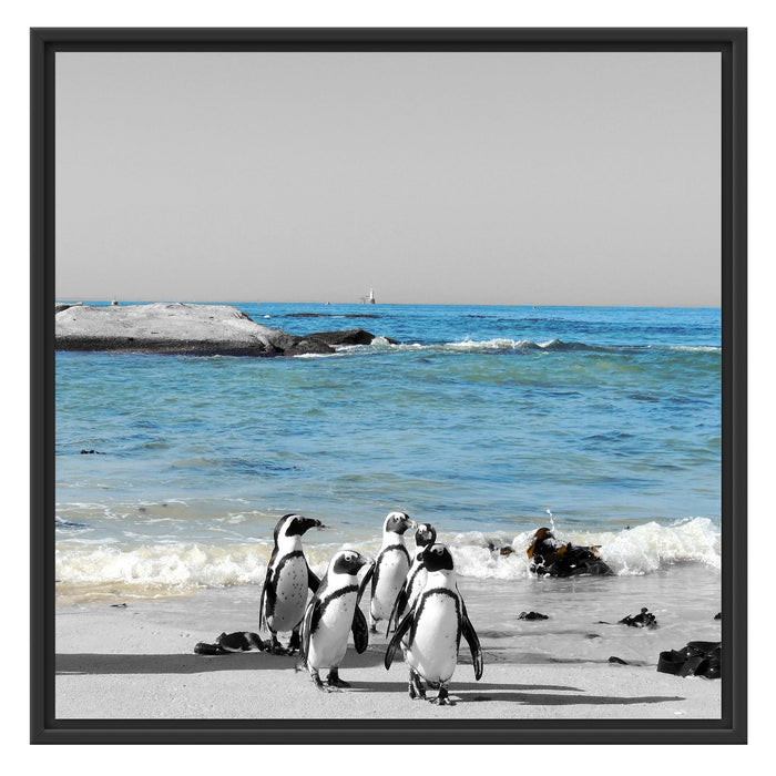 lustige Pinguine am Strand Schattenfugenrahmen Quadratisch 70x70