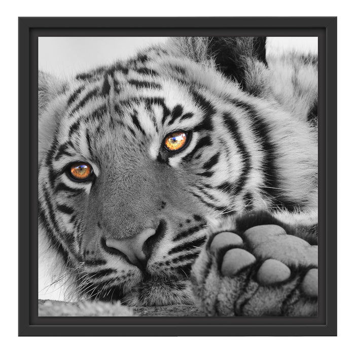 entspannter Tiger Schattenfugenrahmen Quadratisch 40x40