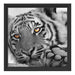 entspannter Tiger Schattenfugenrahmen Quadratisch 40x40