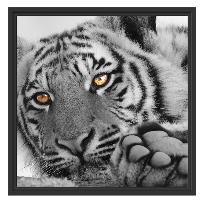entspannter Tiger Schattenfugenrahmen Quadratisch 55x55