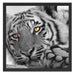 entspannter Tiger Schattenfugenrahmen Quadratisch 55x55