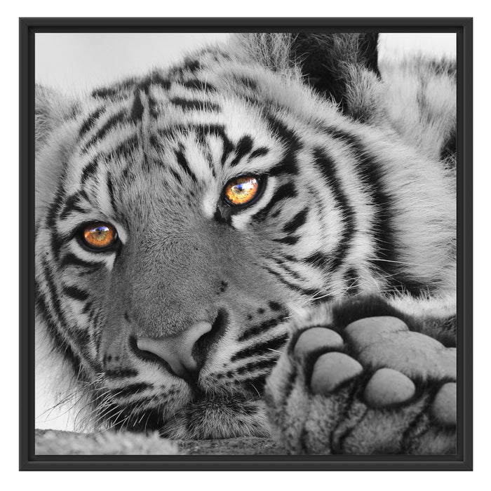 entspannter Tiger Schattenfugenrahmen Quadratisch 70x70