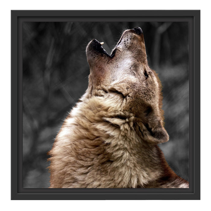 Anmutiger Heulender Wolf Schattenfugenrahmen Quadratisch 40x40
