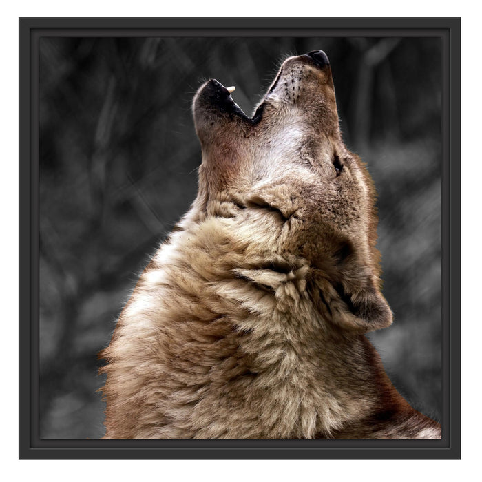 Anmutiger Heulender Wolf Schattenfugenrahmen Quadratisch 55x55