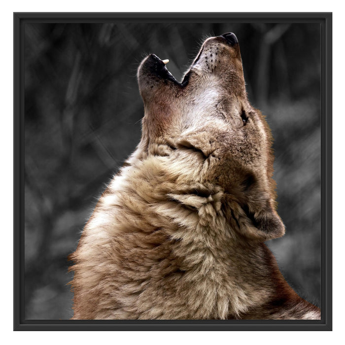 Anmutiger Heulender Wolf Schattenfugenrahmen Quadratisch 70x70