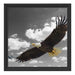Weißkopfseeadler beim fliegen Schattenfugenrahmen Quadratisch 40x40