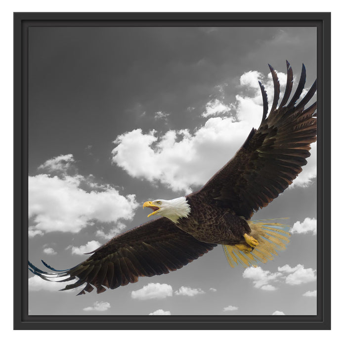 Weißkopfseeadler beim fliegen Schattenfugenrahmen Quadratisch 55x55