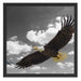 Weißkopfseeadler beim fliegen Schattenfugenrahmen Quadratisch 55x55