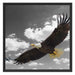 Weißkopfseeadler beim fliegen Schattenfugenrahmen Quadratisch 70x70