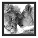 Bezauberndes kuschelndes Löwenpaar Schattenfugenrahmen Quadratisch 40x40