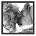 Bezauberndes kuschelndes Löwenpaar Schattenfugenrahmen Quadratisch 55x55