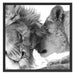 Bezauberndes kuschelndes Löwenpaar Schattenfugenrahmen Quadratisch 70x70