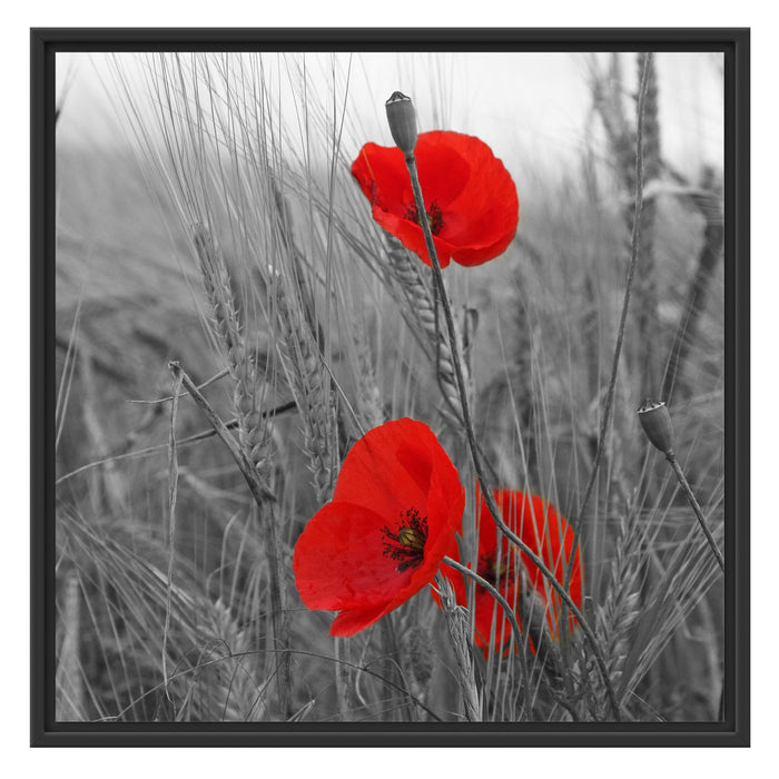 Mohnblumen im Getreidefeld Schattenfugenrahmen Quadratisch 70x70