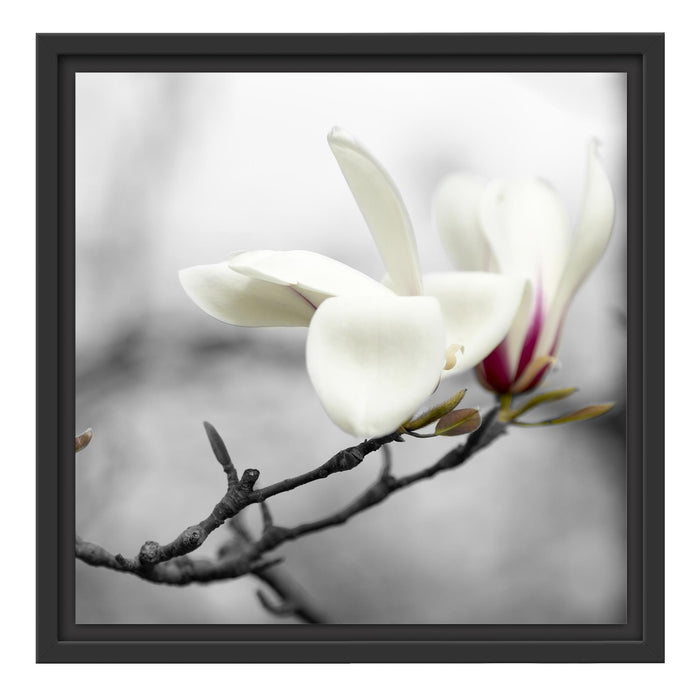 Magnolienblüten Schattenfugenrahmen Quadratisch 40x40