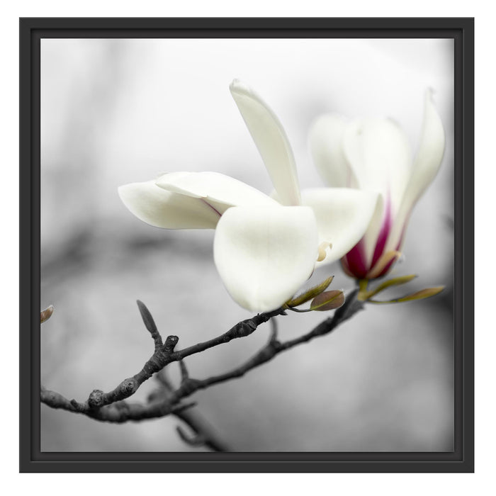 Magnolienblüten Schattenfugenrahmen Quadratisch 55x55