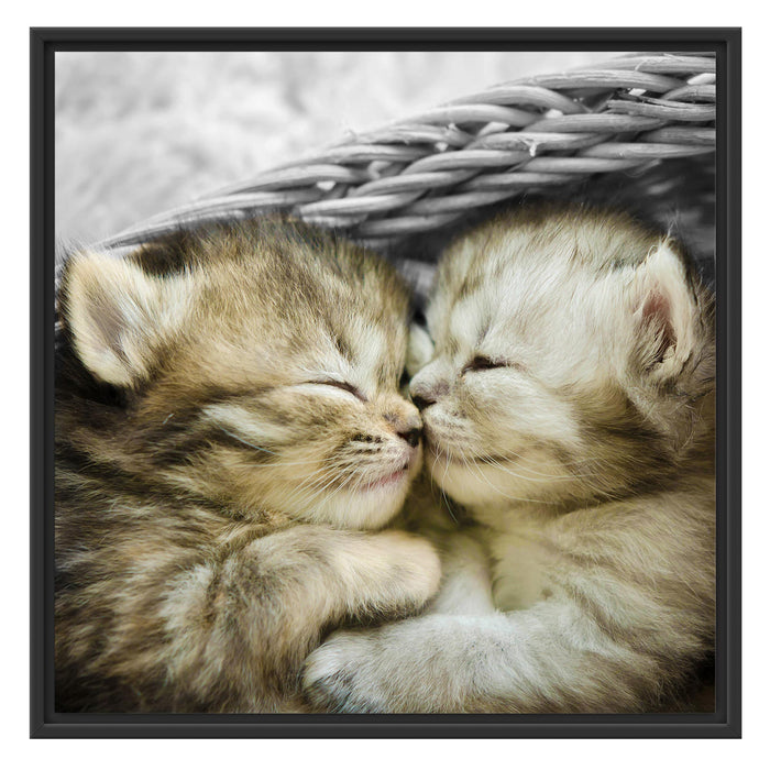 Zwei süße Babykatzen im Korb Schattenfugenrahmen Quadratisch 70x70