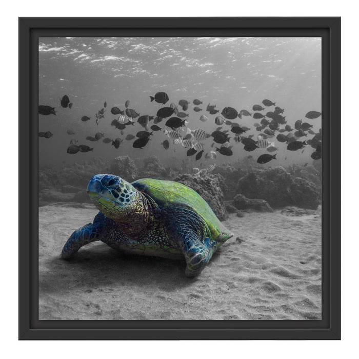 Schildkröte im Ozean Schattenfugenrahmen Quadratisch 40x40