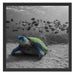 Schildkröte im Ozean Schattenfugenrahmen Quadratisch 55x55
