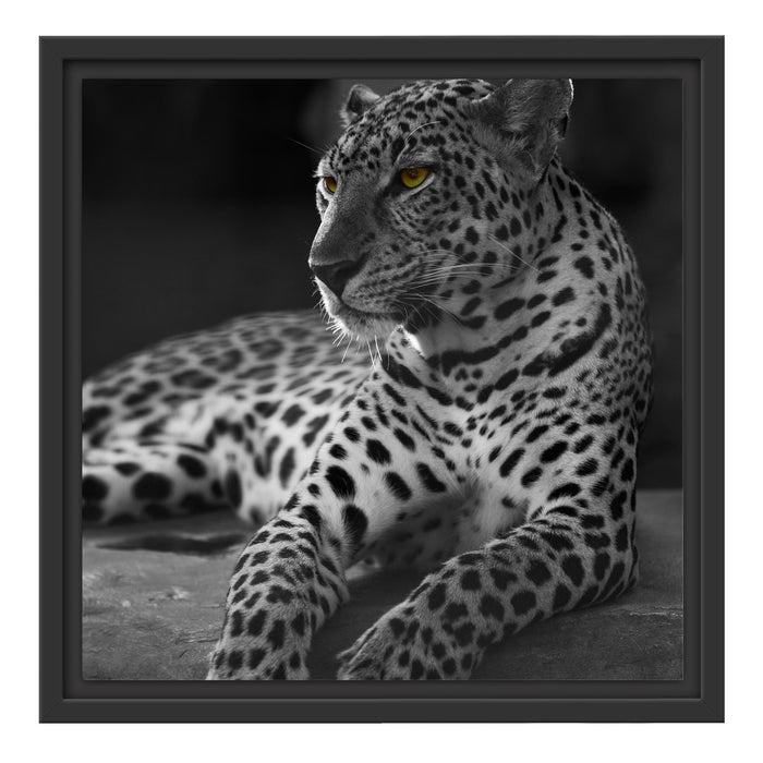 Leopard auf Felsen liegend Schattenfugenrahmen Quadratisch 40x40