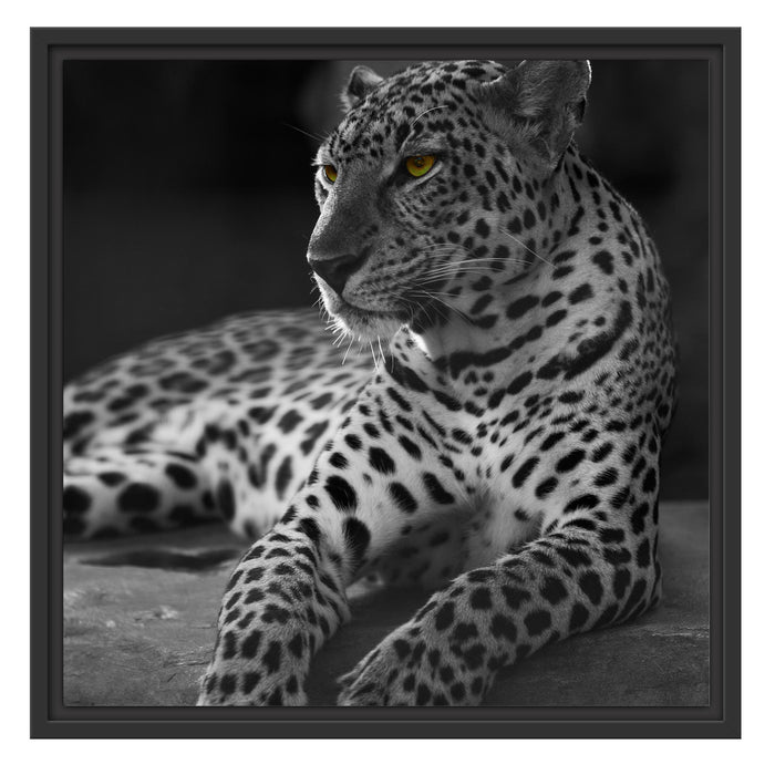 Leopard auf Felsen liegend Schattenfugenrahmen Quadratisch 55x55