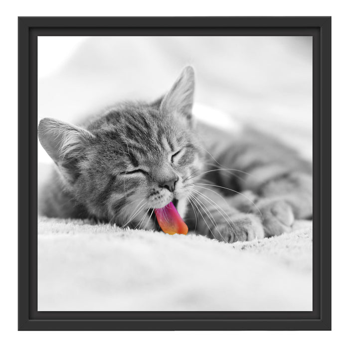 kleines gähnendes Kätzchen Schattenfugenrahmen Quadratisch 40x40