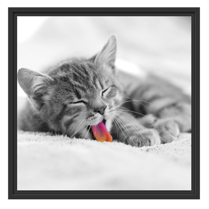 kleines gähnendes Kätzchen Schattenfugenrahmen Quadratisch 55x55