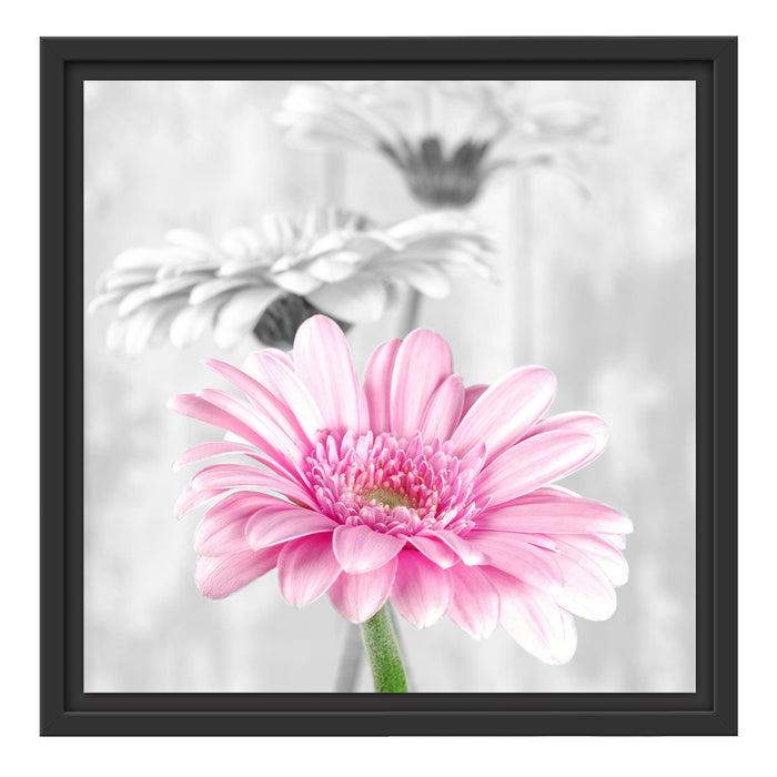 schöne Gerberas bei Tageslicht Schattenfugenrahmen Quadratisch 40x40