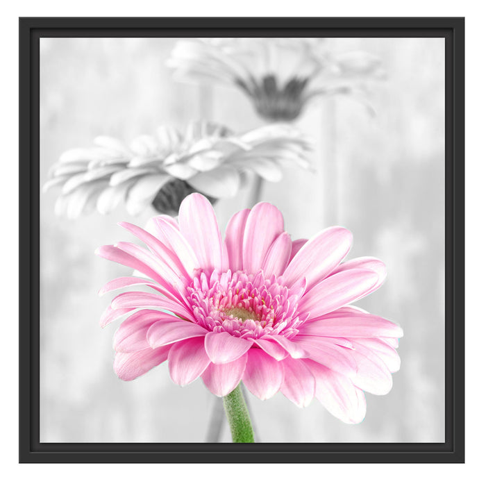 schöne Gerberas bei Tageslicht Schattenfugenrahmen Quadratisch 55x55