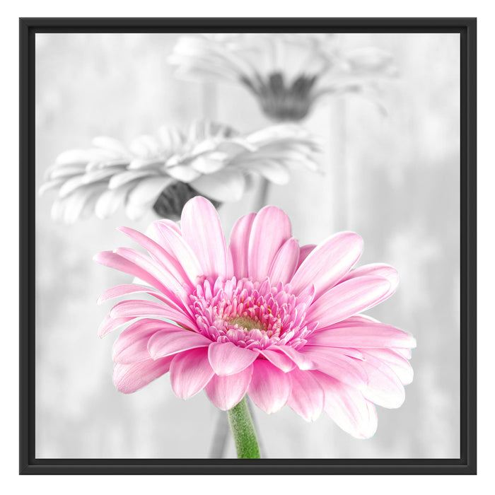 schöne Gerberas bei Tageslicht Schattenfugenrahmen Quadratisch 70x70