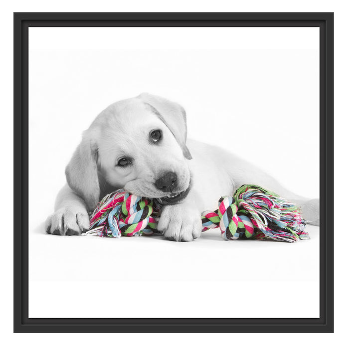 Labradorwelpe beim spielen Schattenfugenrahmen Quadratisch 55x55