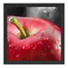 roter Apfel mit Wassertropfen Schattenfugenrahmen Quadratisch 40x40