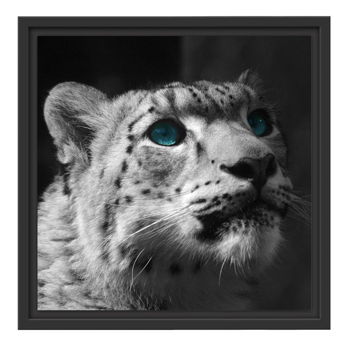 Schneeleopard Augen Schattenfugenrahmen Quadratisch 40x40