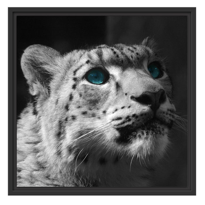 Schneeleopard Augen Schattenfugenrahmen Quadratisch 55x55
