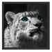 Schneeleopard Augen Schattenfugenrahmen Quadratisch 55x55
