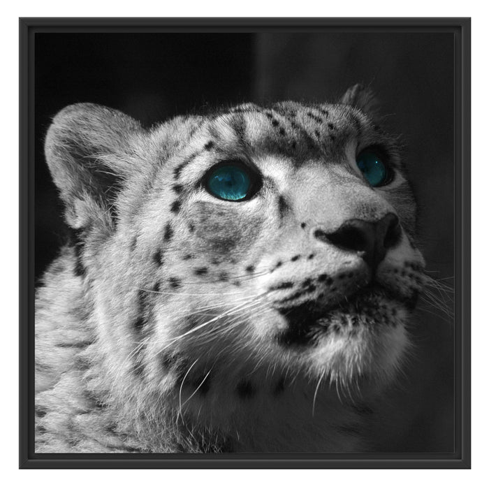 Schneeleopard Augen Schattenfugenrahmen Quadratisch 70x70