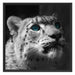 Schneeleopard Augen Schattenfugenrahmen Quadratisch 70x70