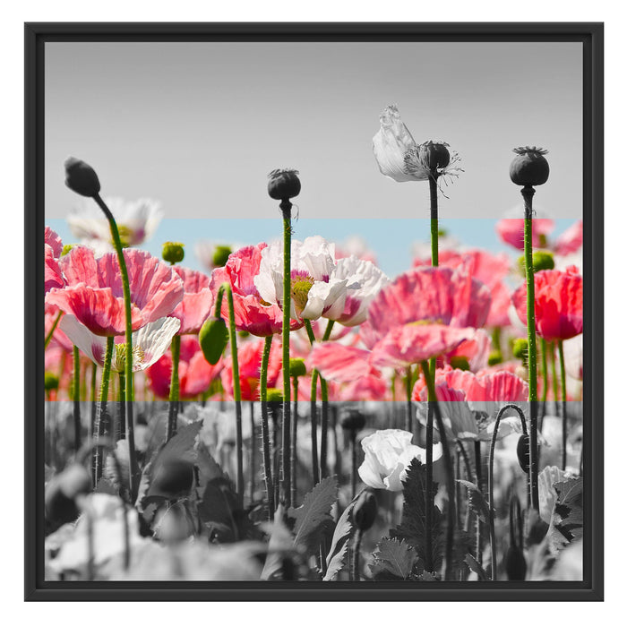 Blumenwiese Mohnblumen Schattenfugenrahmen Quadratisch 70x70